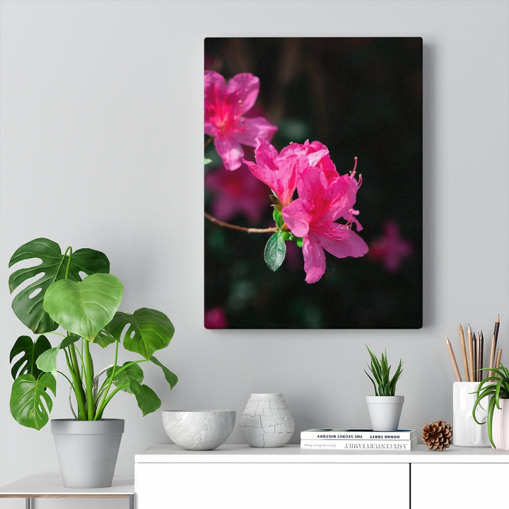 Standout Azalea - Canvas