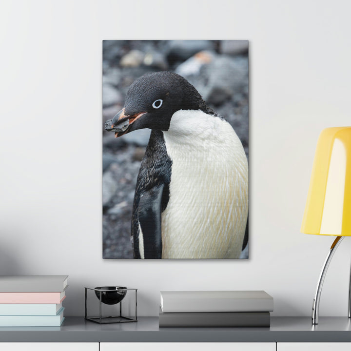 A Penguin's Pebble - Canvas