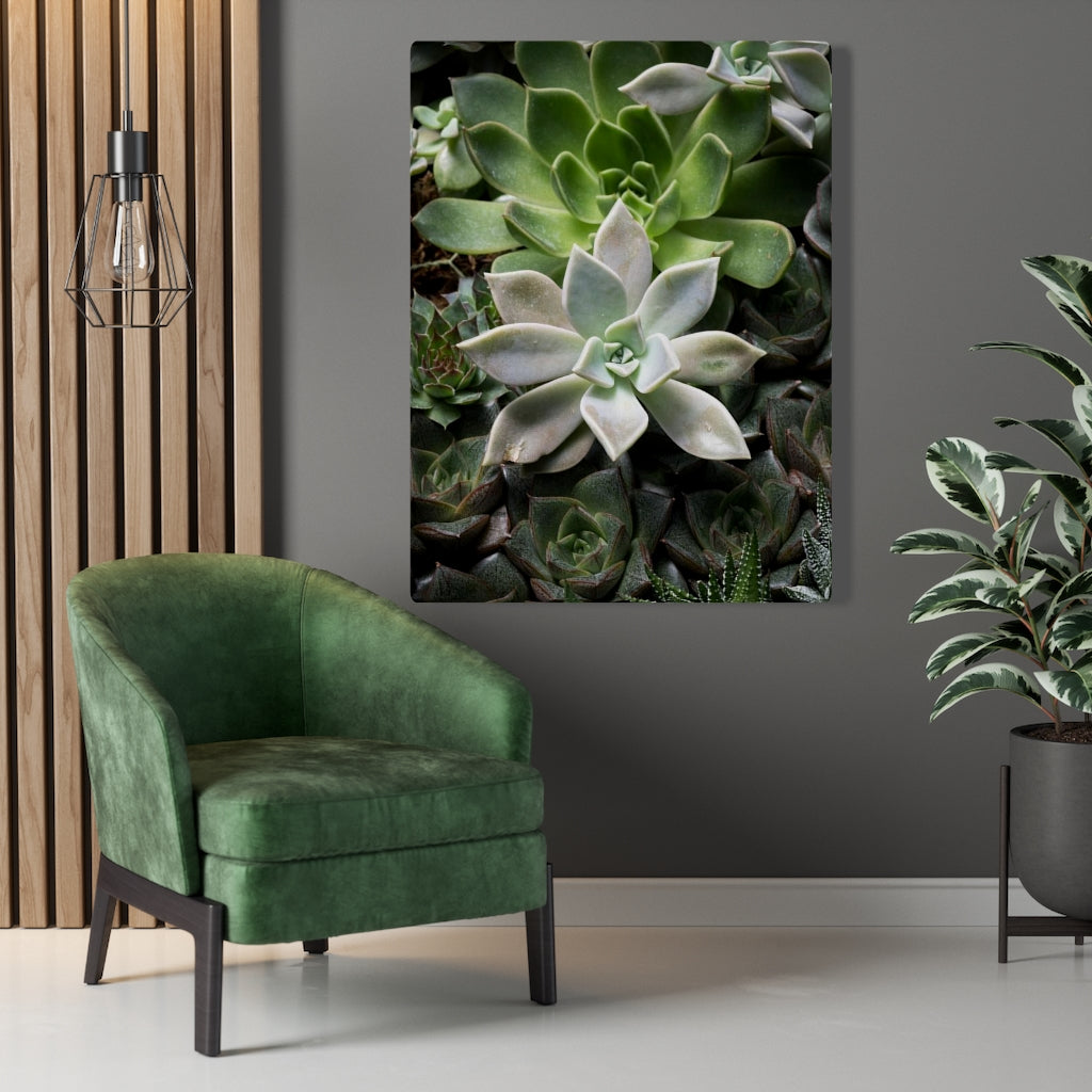 Succulent - Array - Canvas