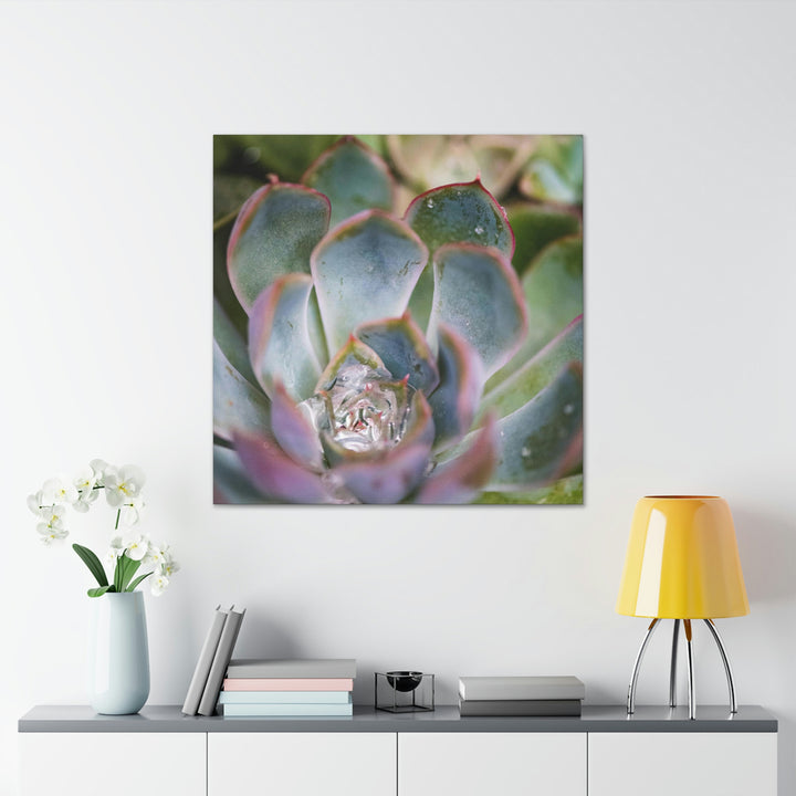 Stunning Succulent - Canvas