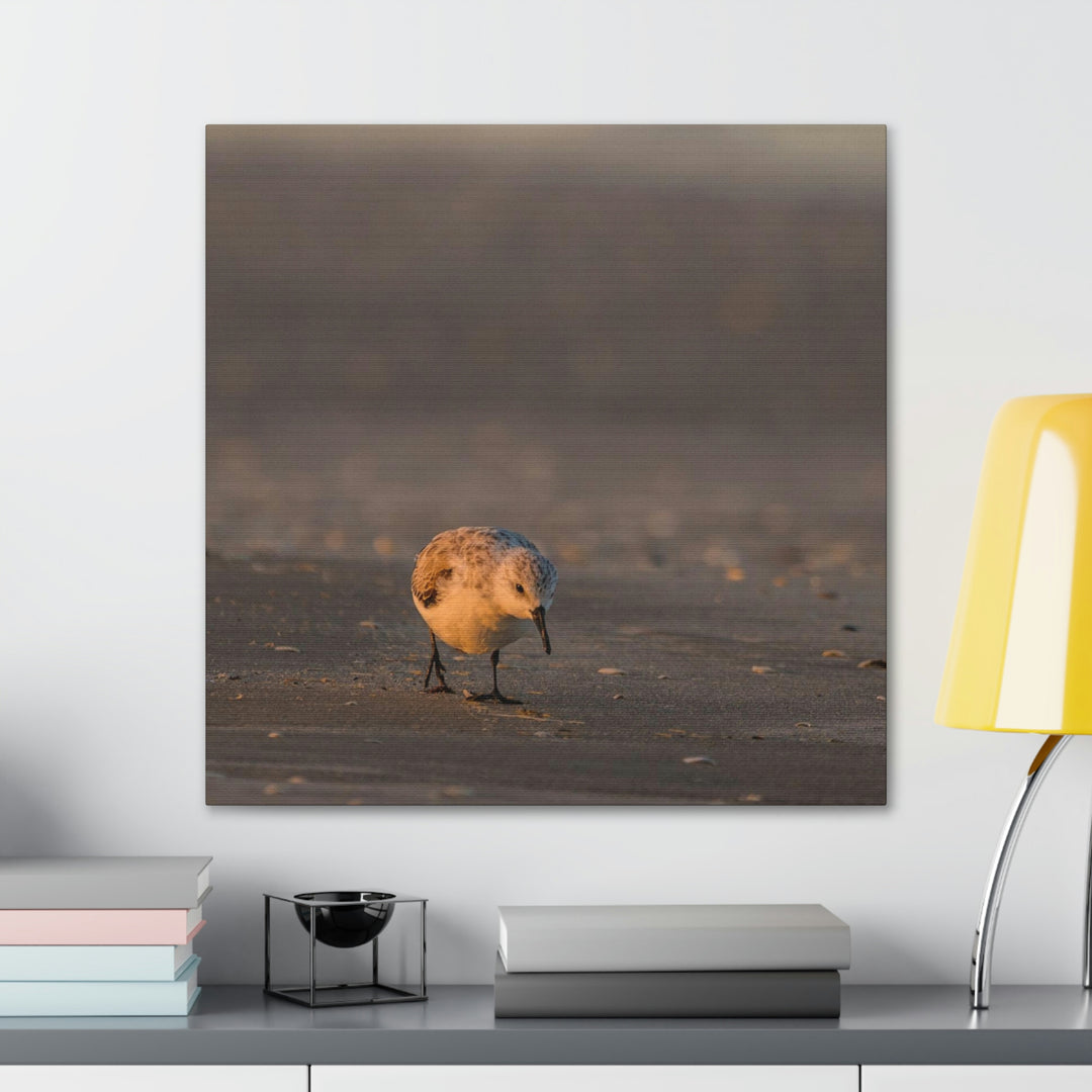 Feeding Sanderling - Canvas