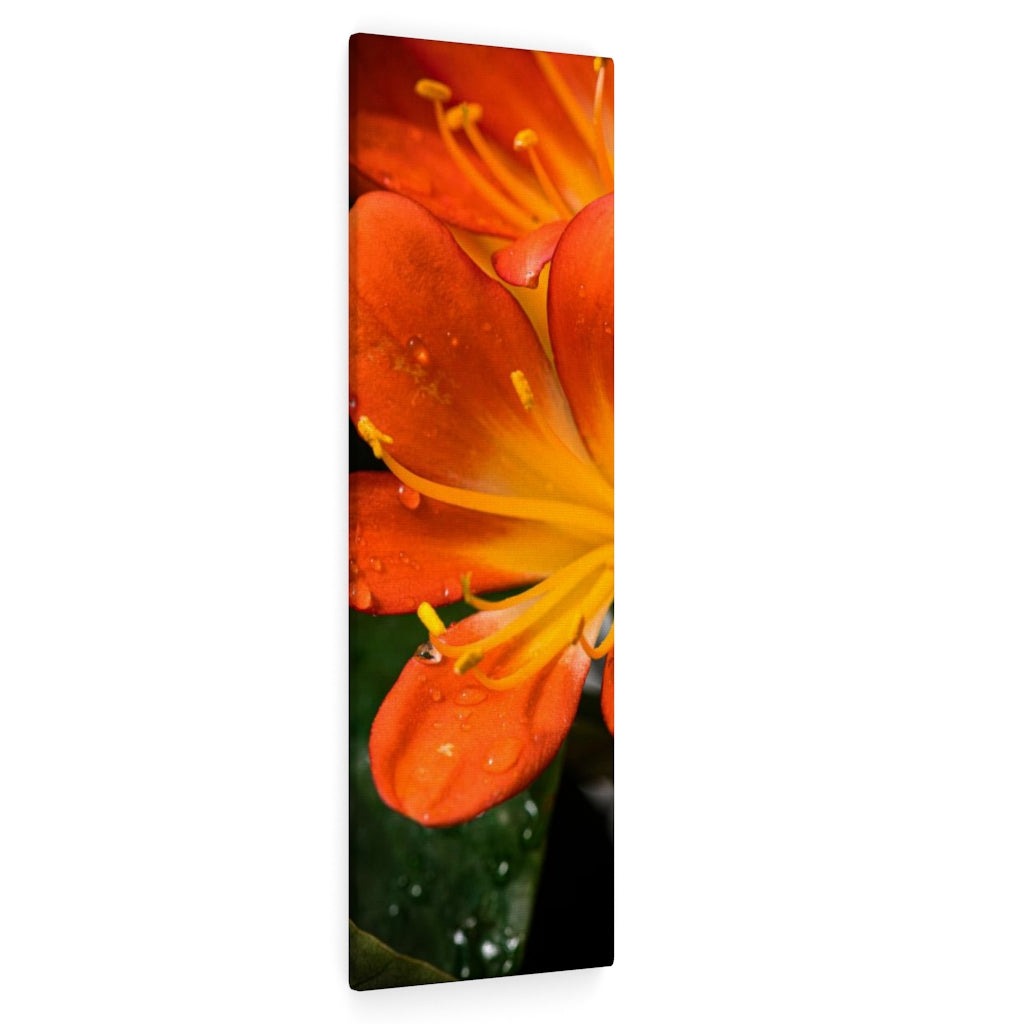 Bright Bush Lily - Canvas