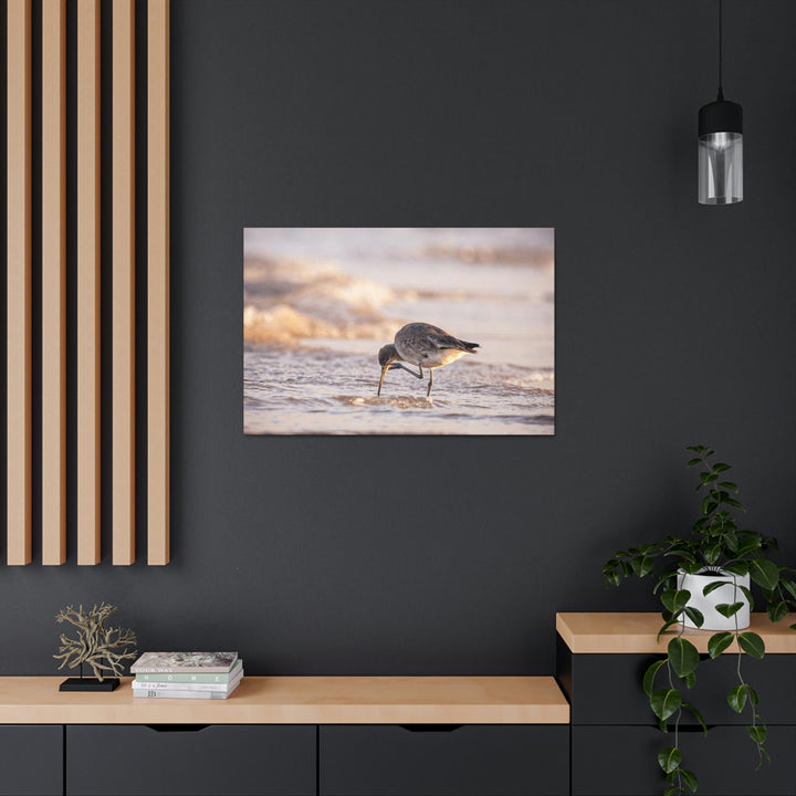 Willet Itch - Canvas