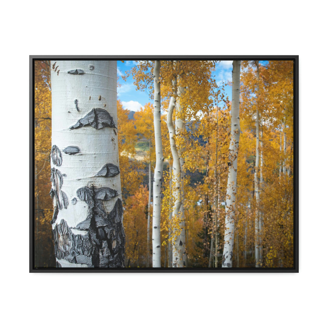 Aspens Changing - Canvas with Frame