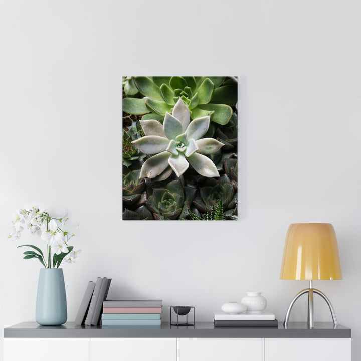 Succulent - Array - Canvas