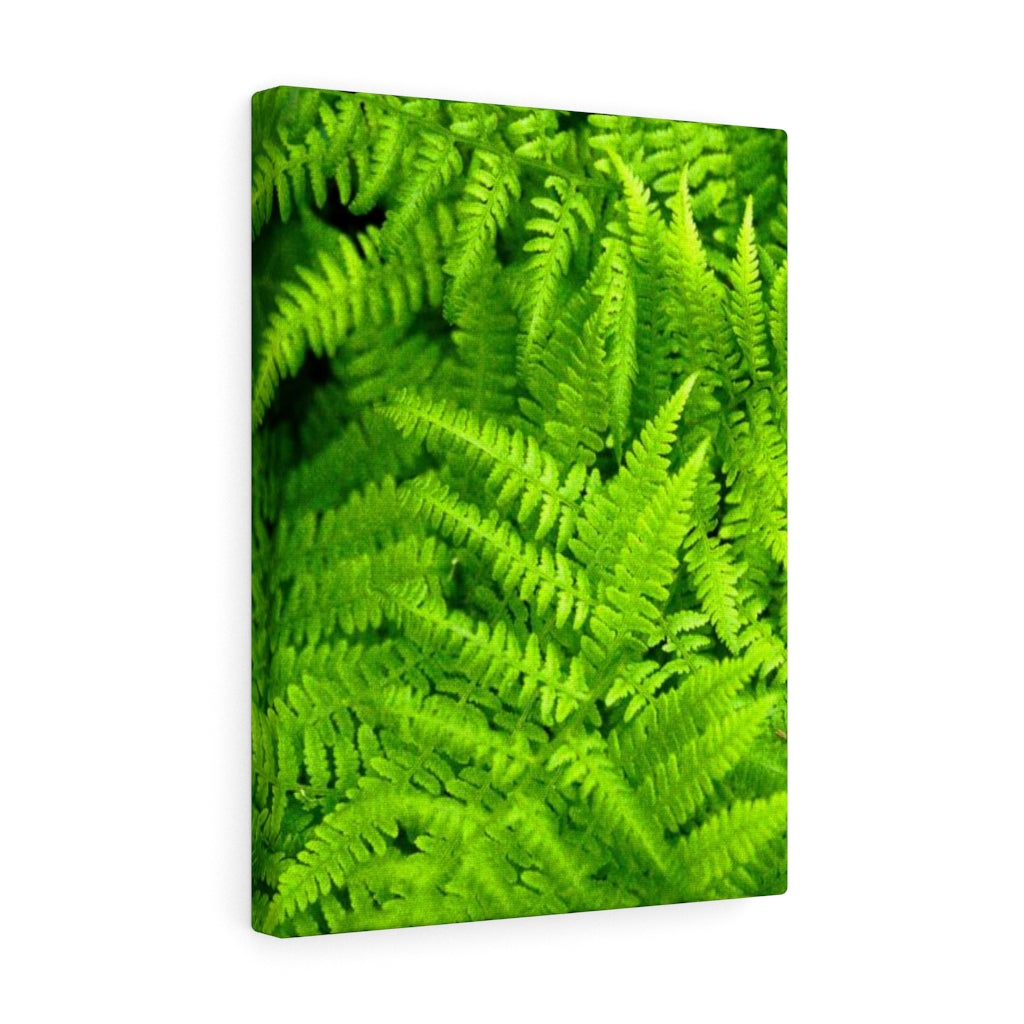 Ferns, Ferns, Ferns - Canvas