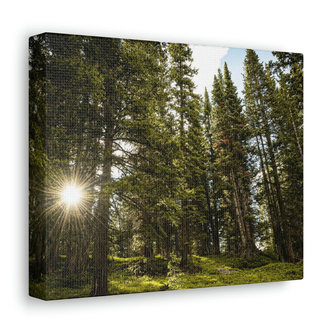 Forest Light - Canvas