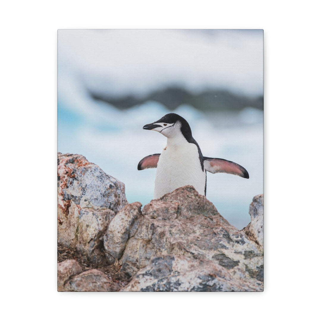 Stretched Penguin - Canvas