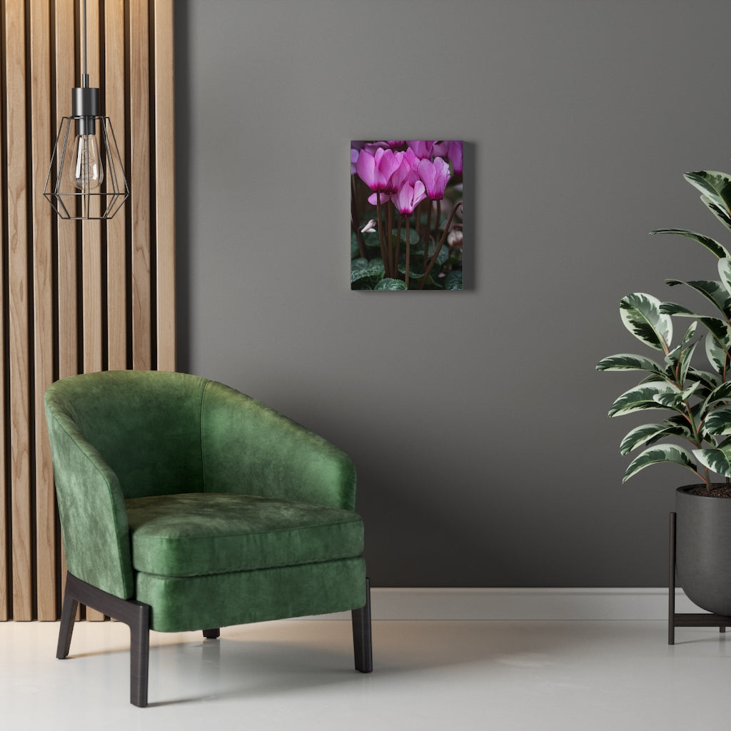 Cyclamen Reach - Canvas