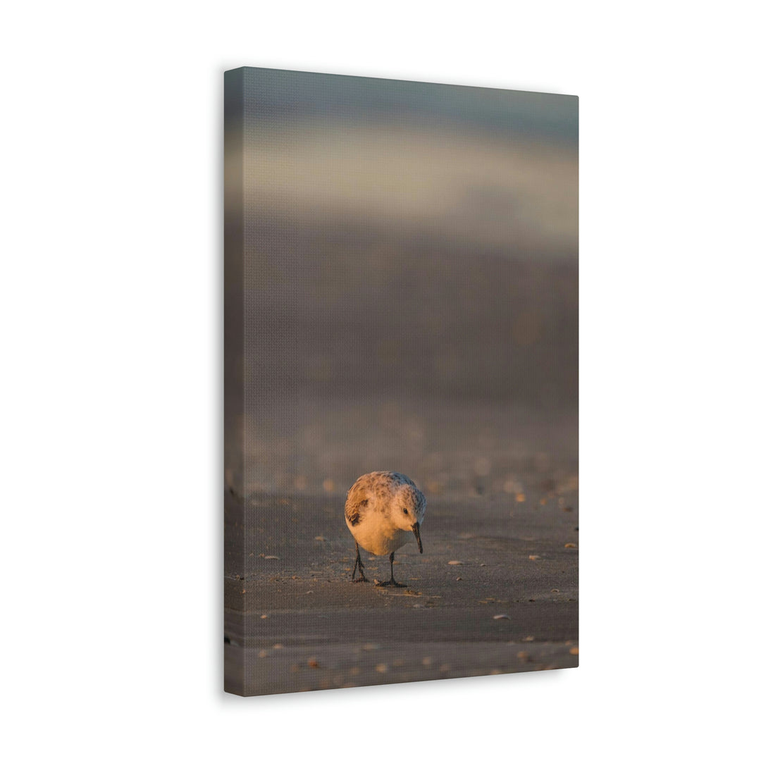 Feeding Sanderling - Canvas