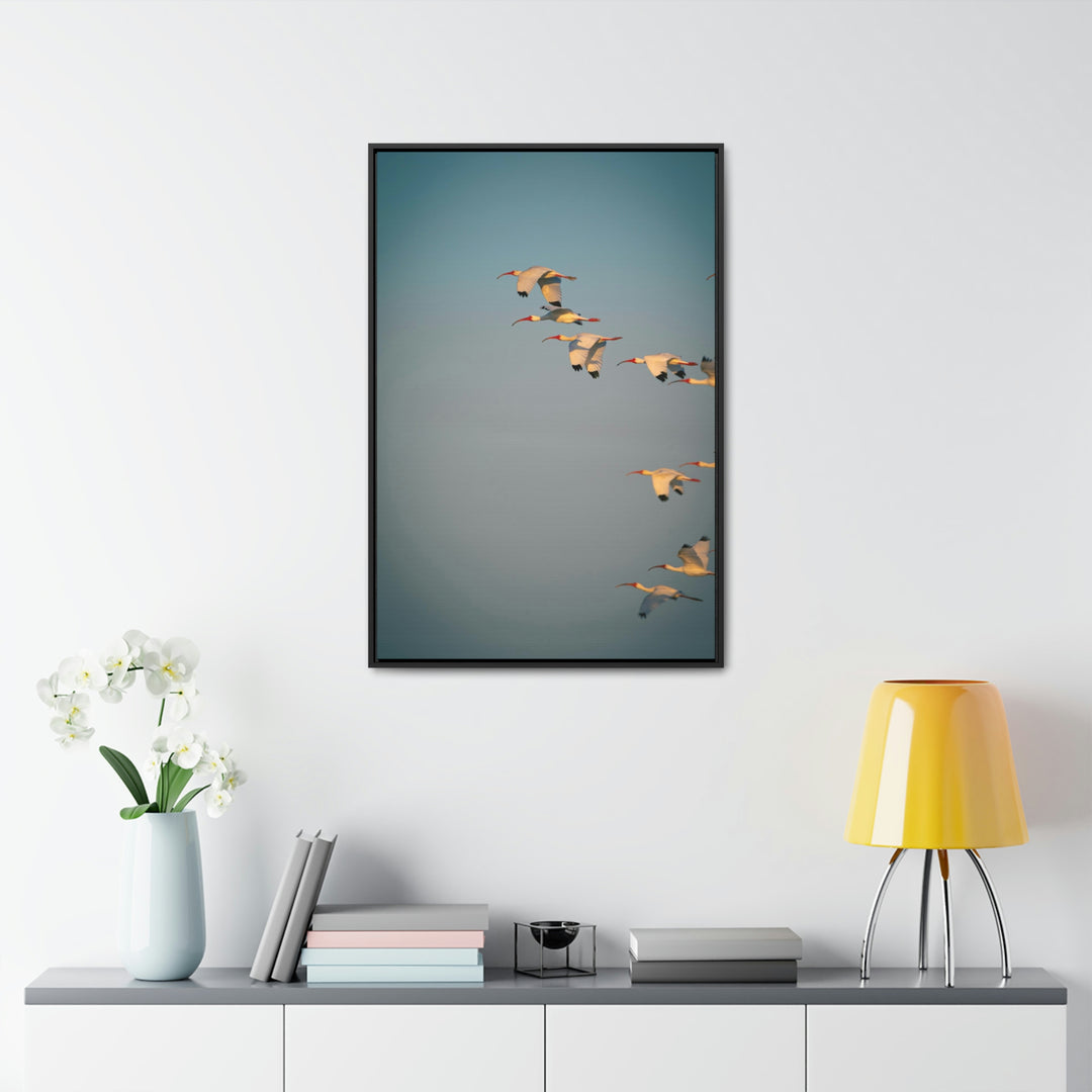 White Ibis in Flight - Canvas with Frame