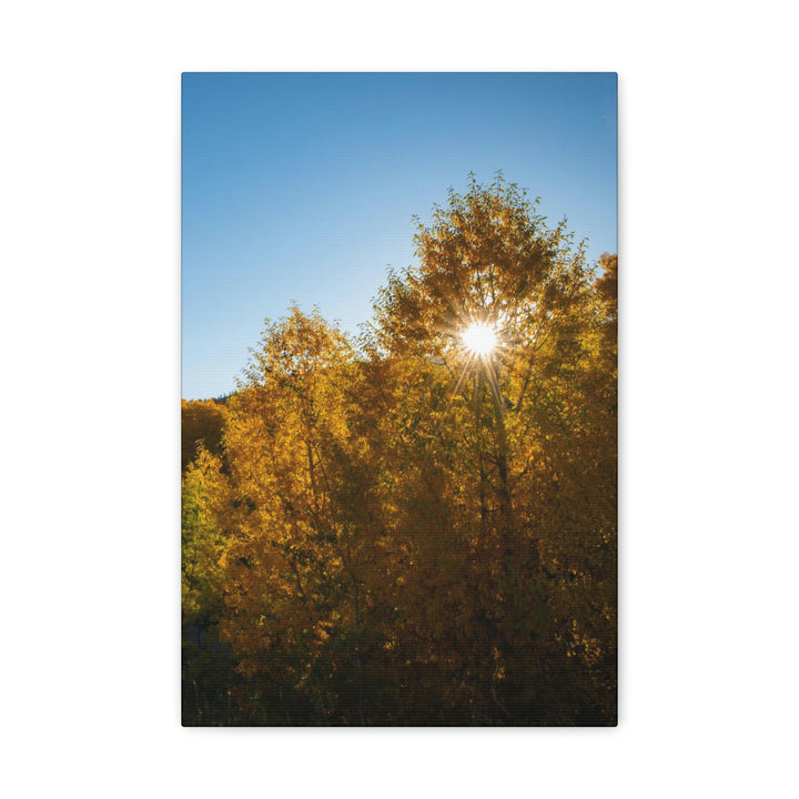 Sun Through the Aspens - Canvas