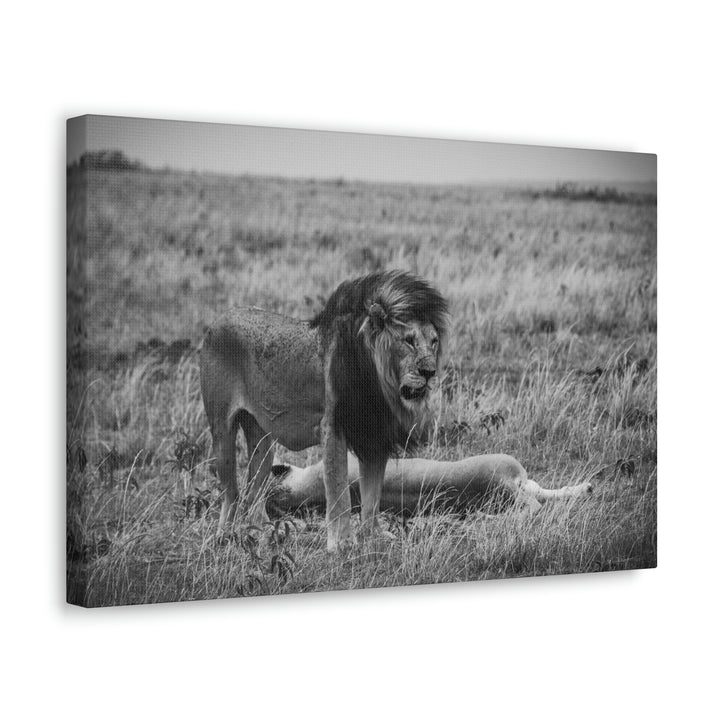 Mating Lions in Black and White - Canvas