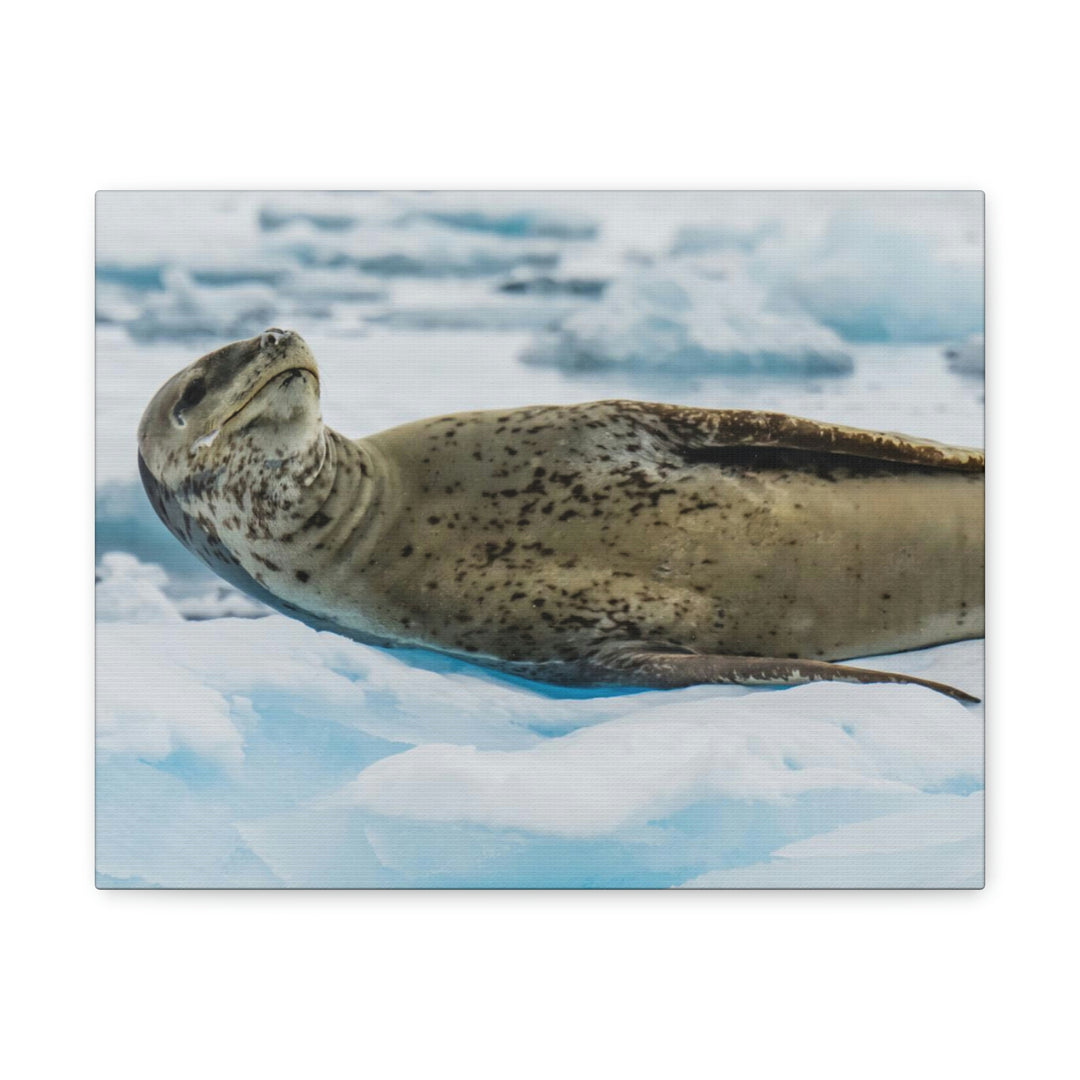 Leopard Seal Relaxing - Canvas