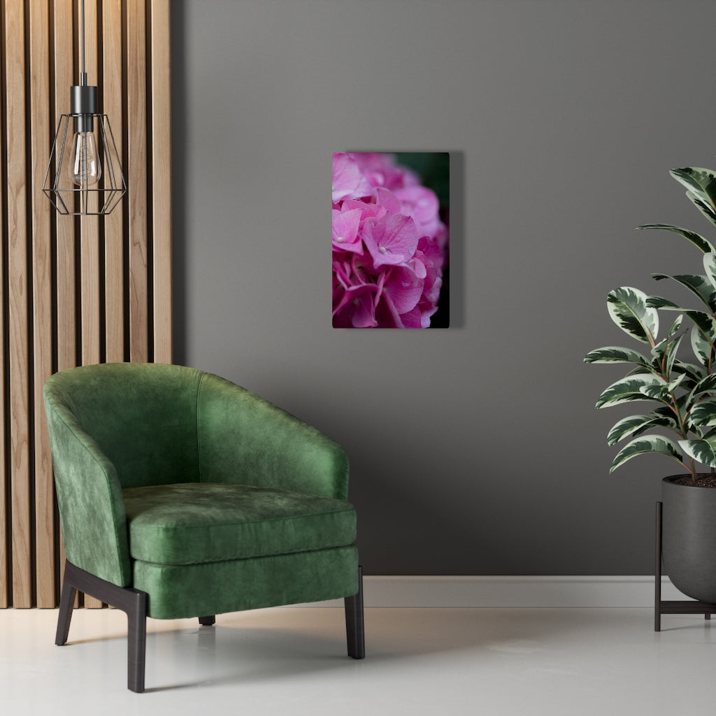 Pink Hydrangea Detail - Canvas