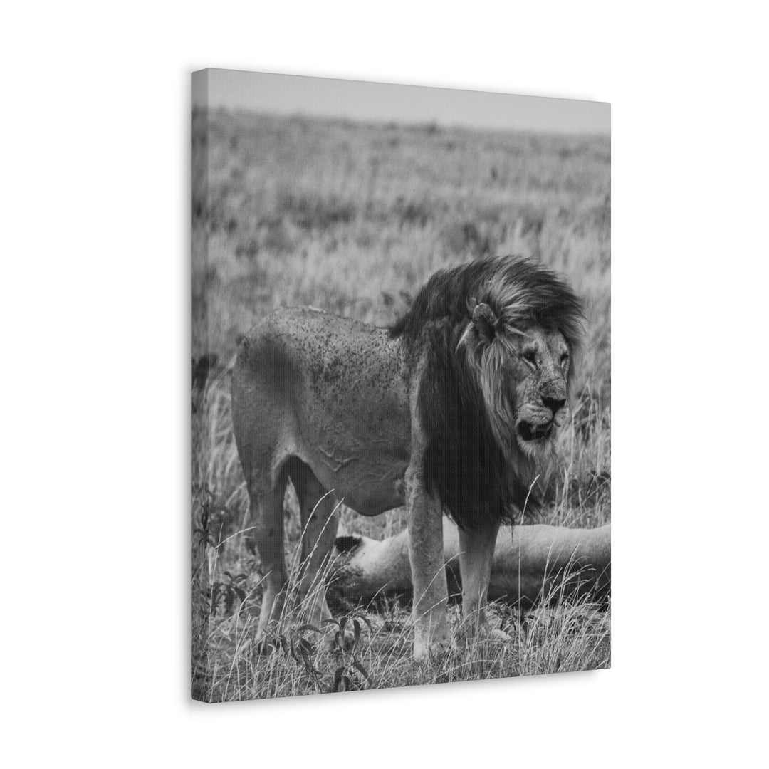 Mating Lions in Black and White - Canvas