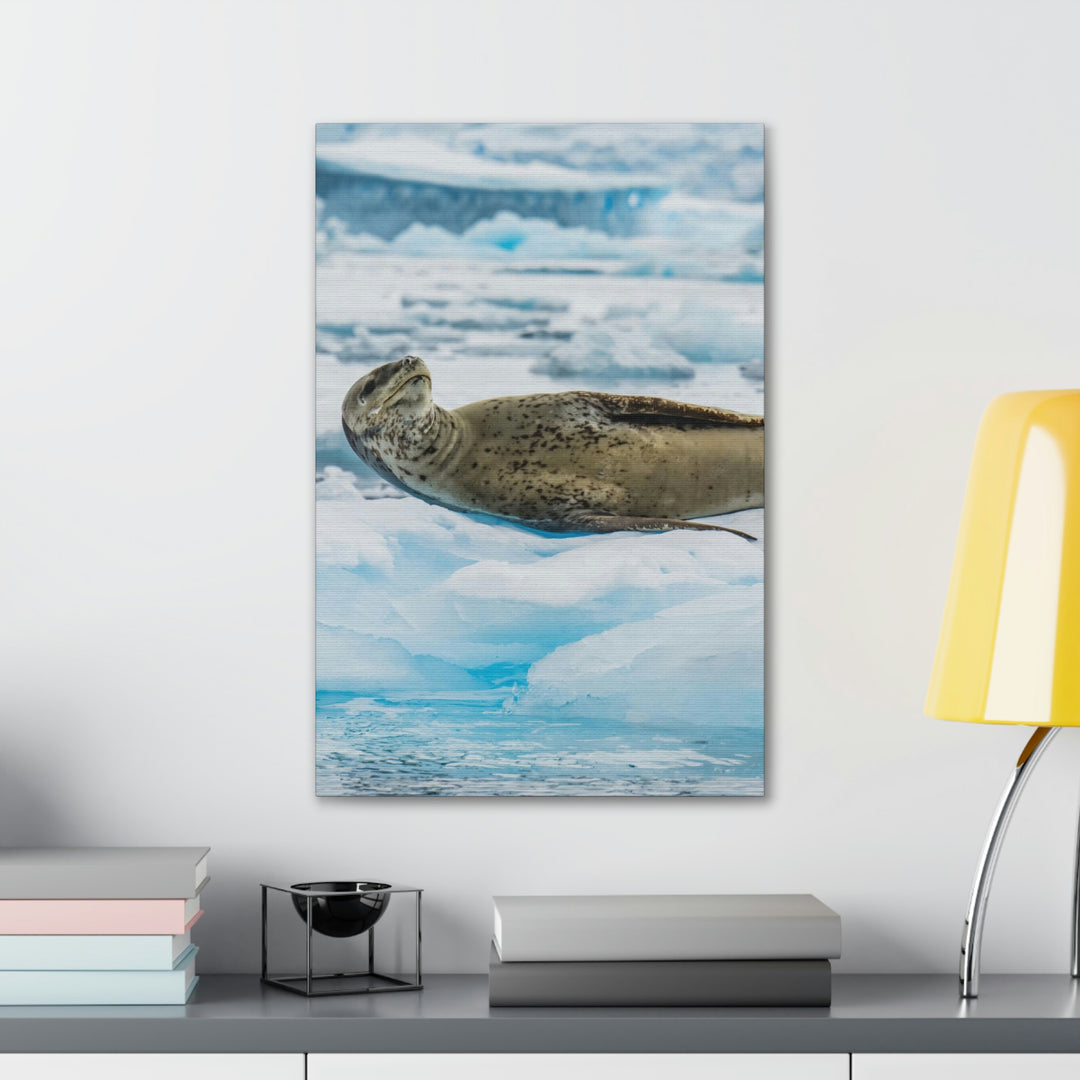 Leopard Seal Relaxing - Canvas