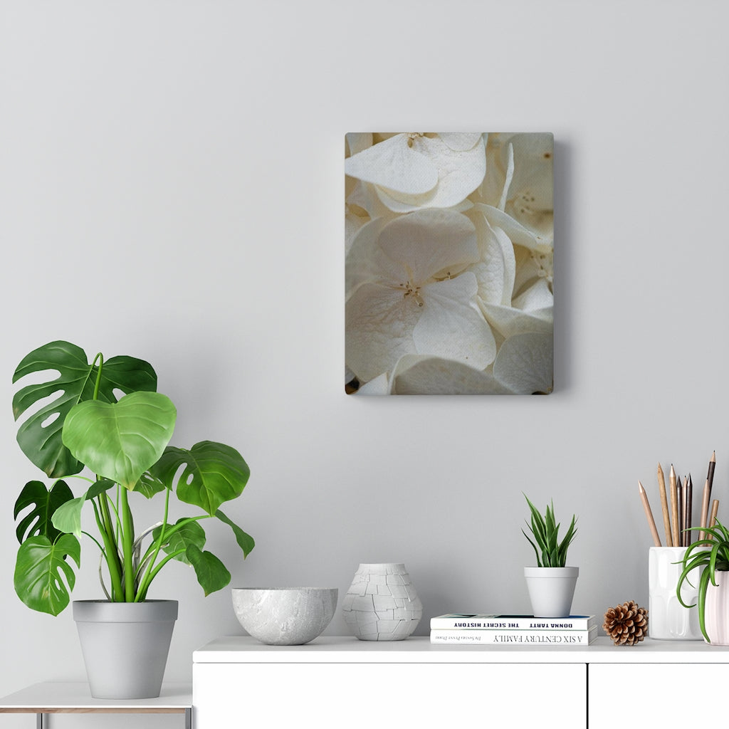 White Hydrangea Detail - Canvas