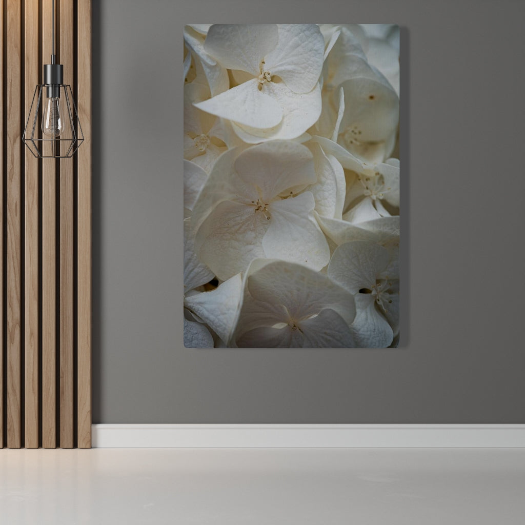 White Hydrangea Detail - Canvas