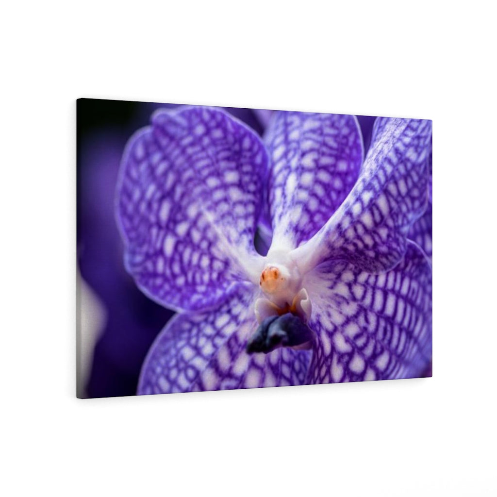 Orchid Detail - Canvas