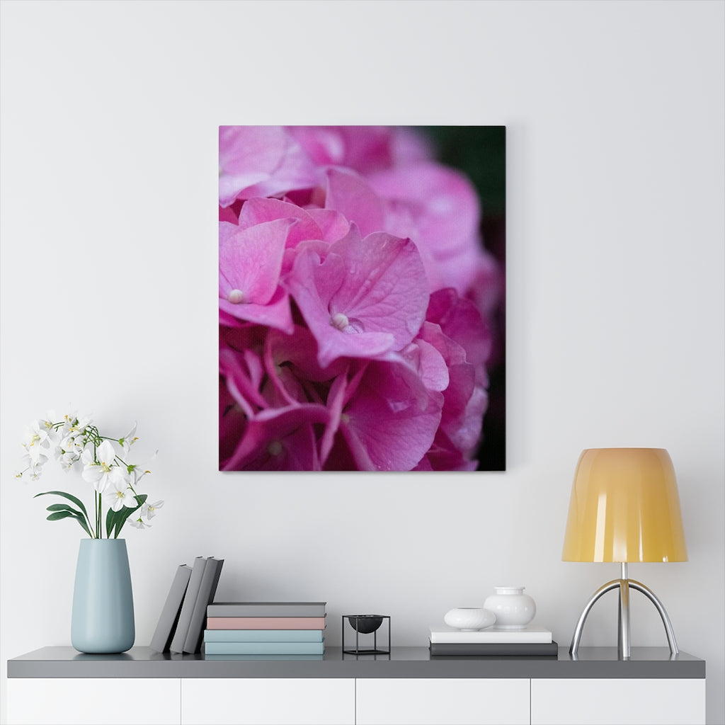 Pink Hydrangea Detail - Canvas