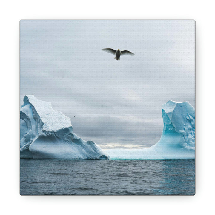 Antarctic Flight - Canvas