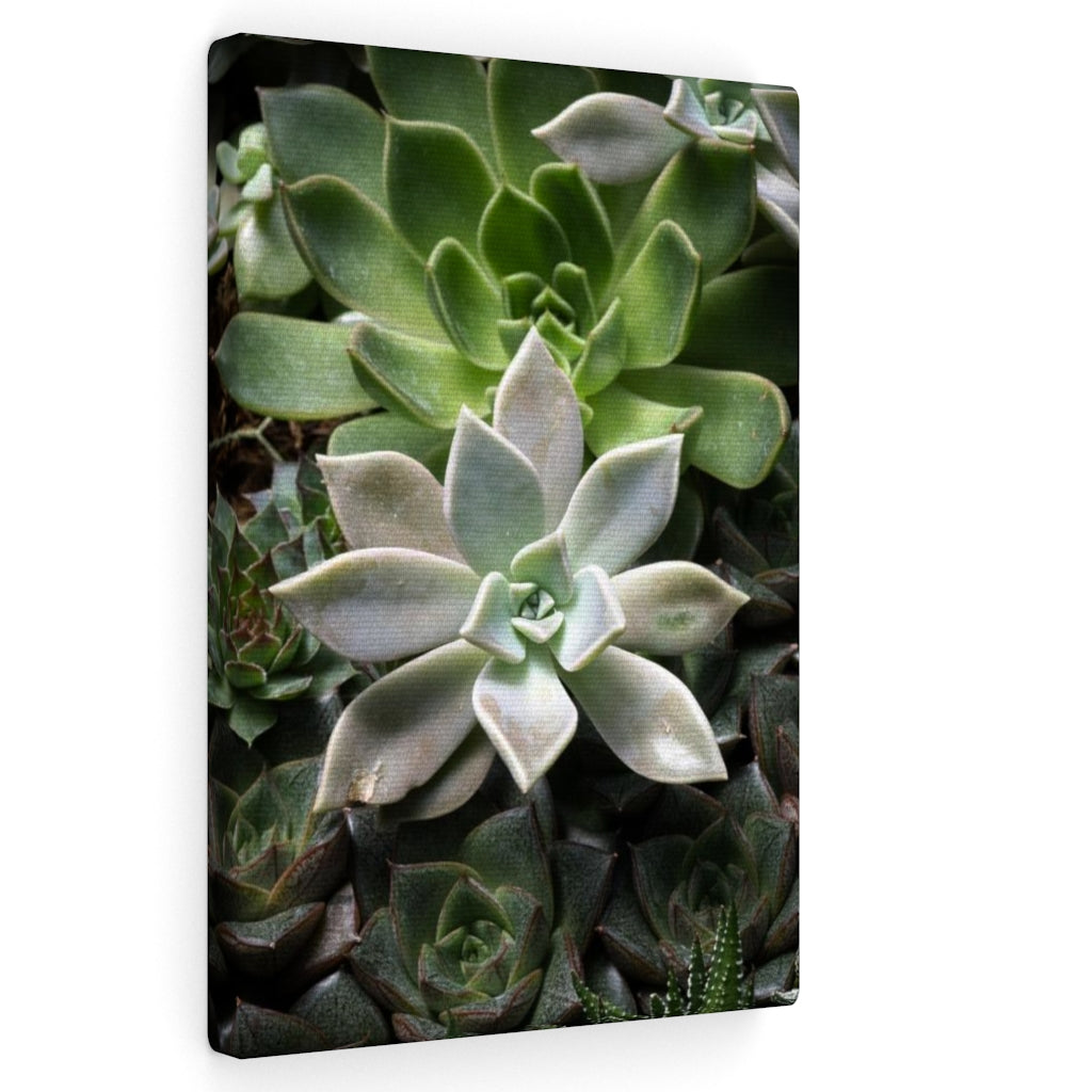 Succulent - Array - Canvas