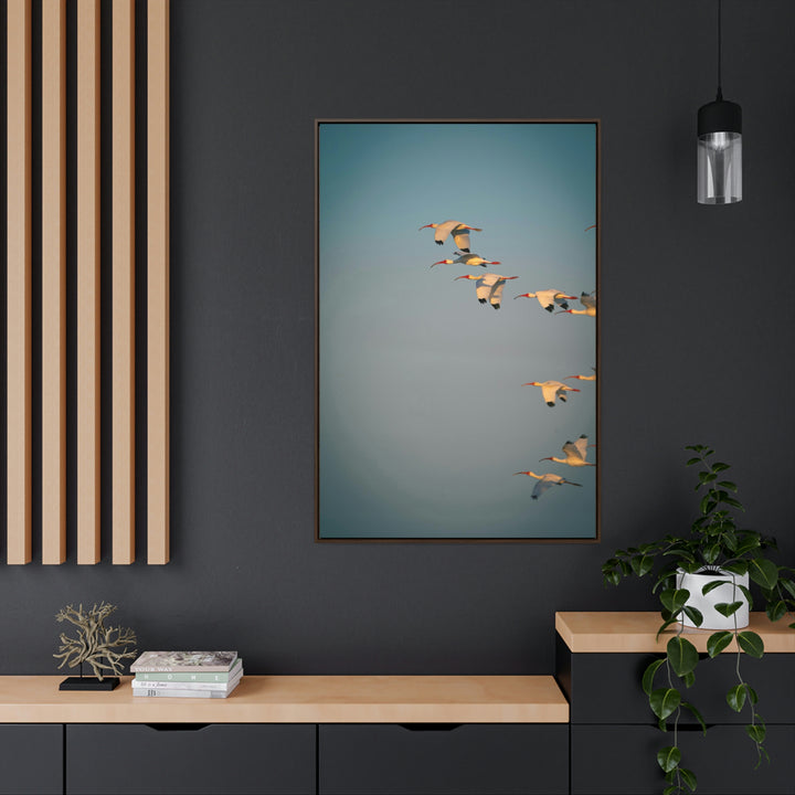 White Ibis in Flight - Canvas with Frame