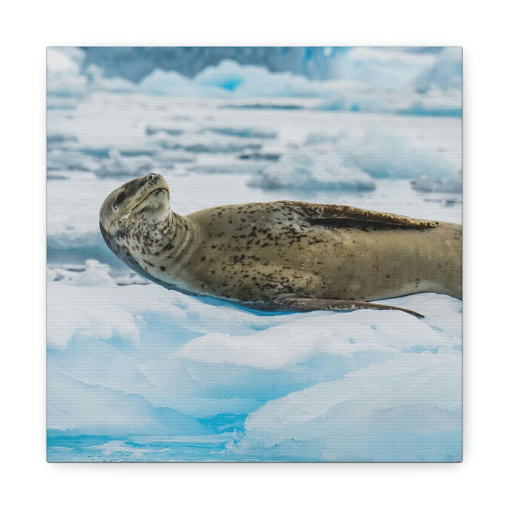 Leopard Seal Relaxing - Canvas