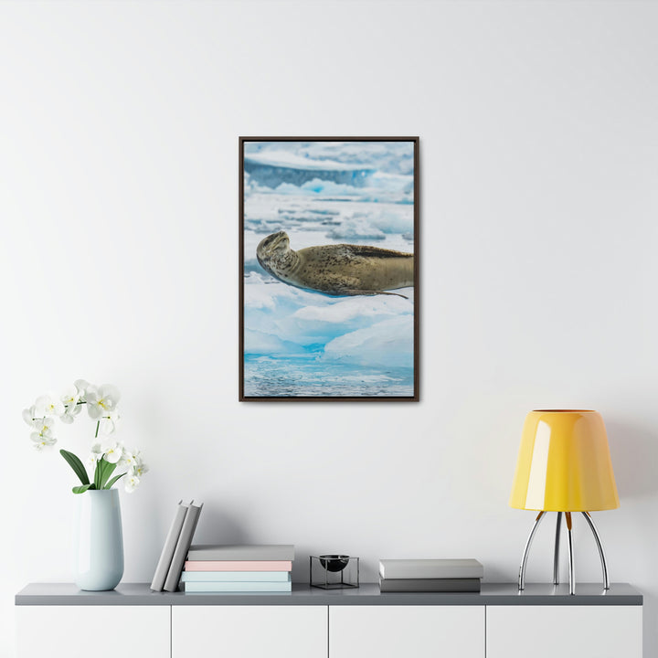 Leopard Seal Relaxing - Canvas with Frame