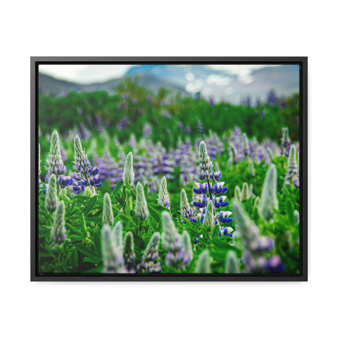 Glowing Lupin with Mountains - Canvas with Frame