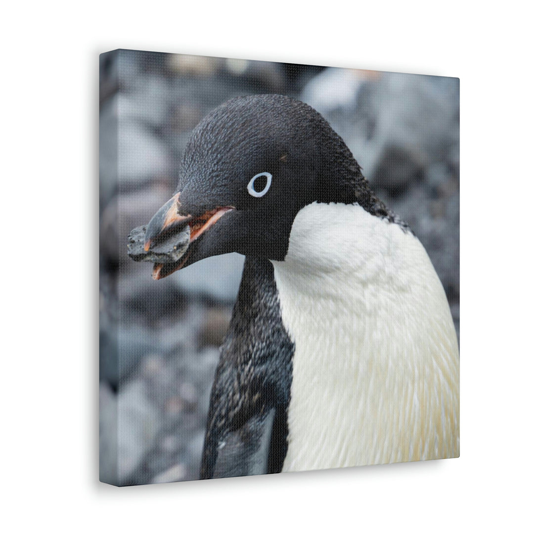 A Penguin's Pebble - Canvas