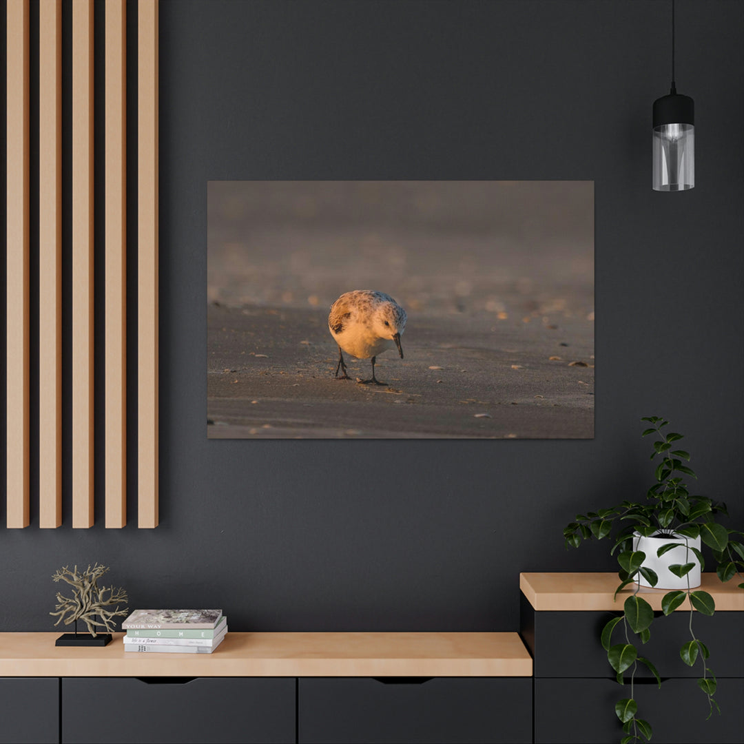 Feeding Sanderling - Canvas