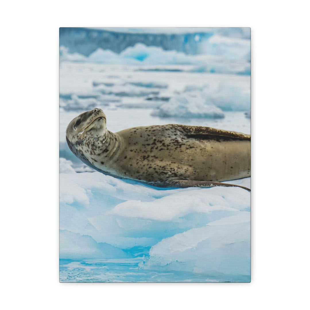 Leopard Seal Relaxing - Canvas