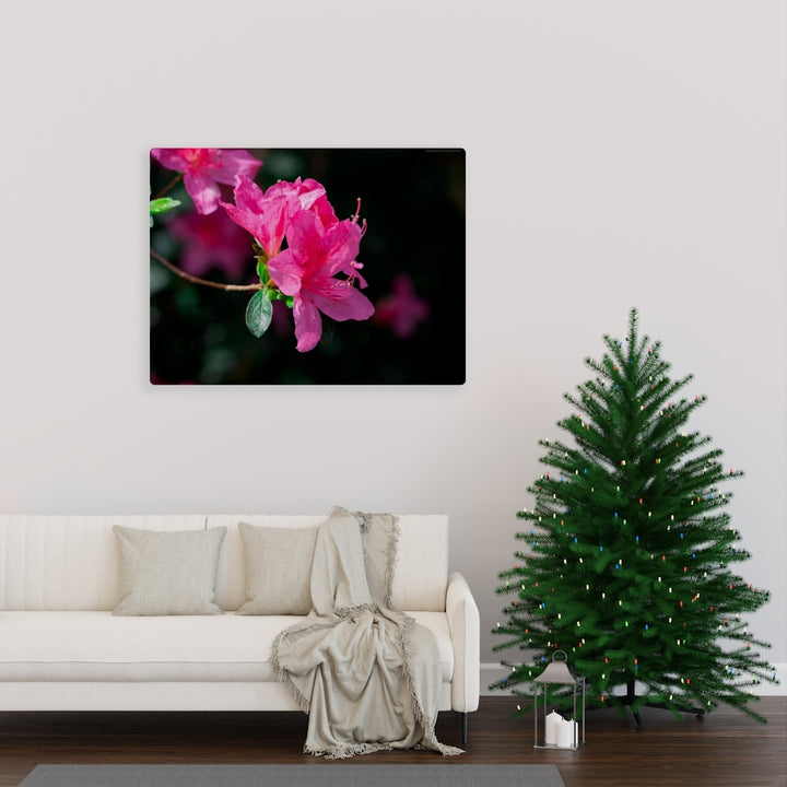 Standout Azalea - Canvas