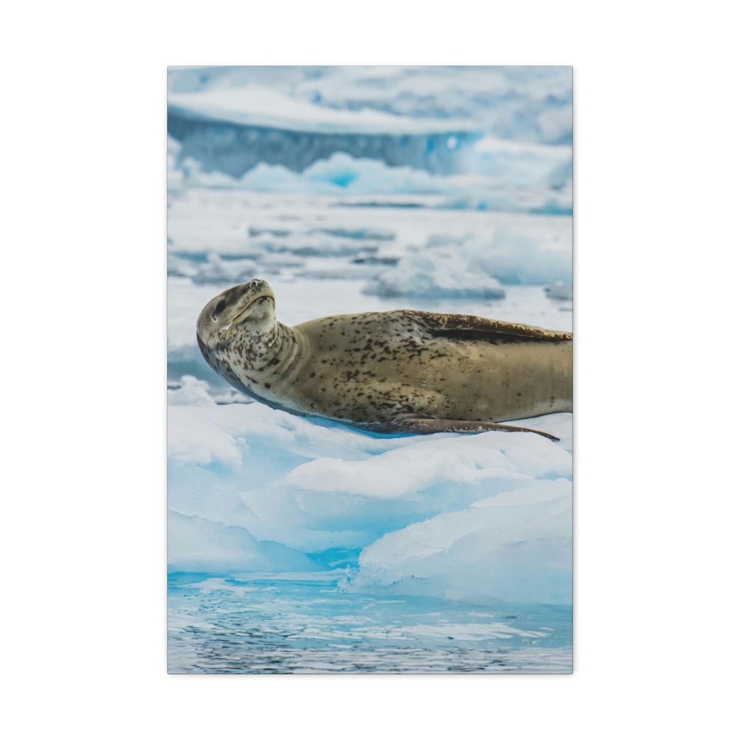 Leopard Seal Relaxing - Canvas