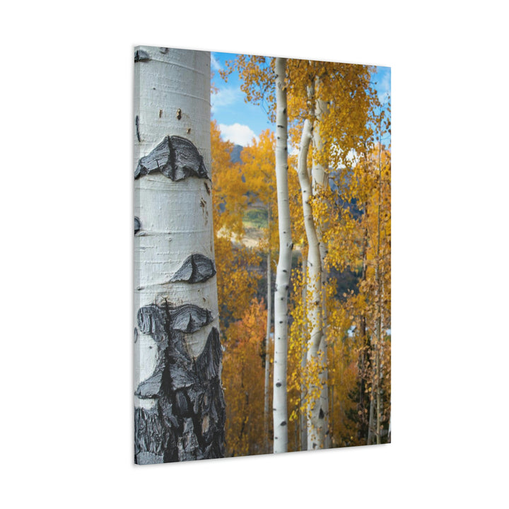 Aspens Changing - Canvas