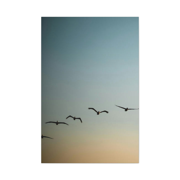 Brown Pelicans in Flight - Canvas