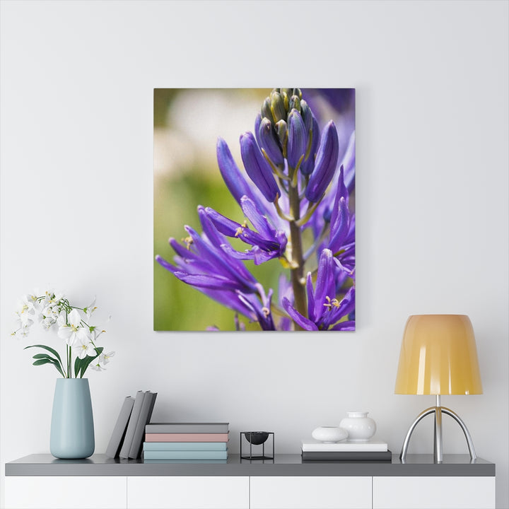 Camas in Bloom - Canvas