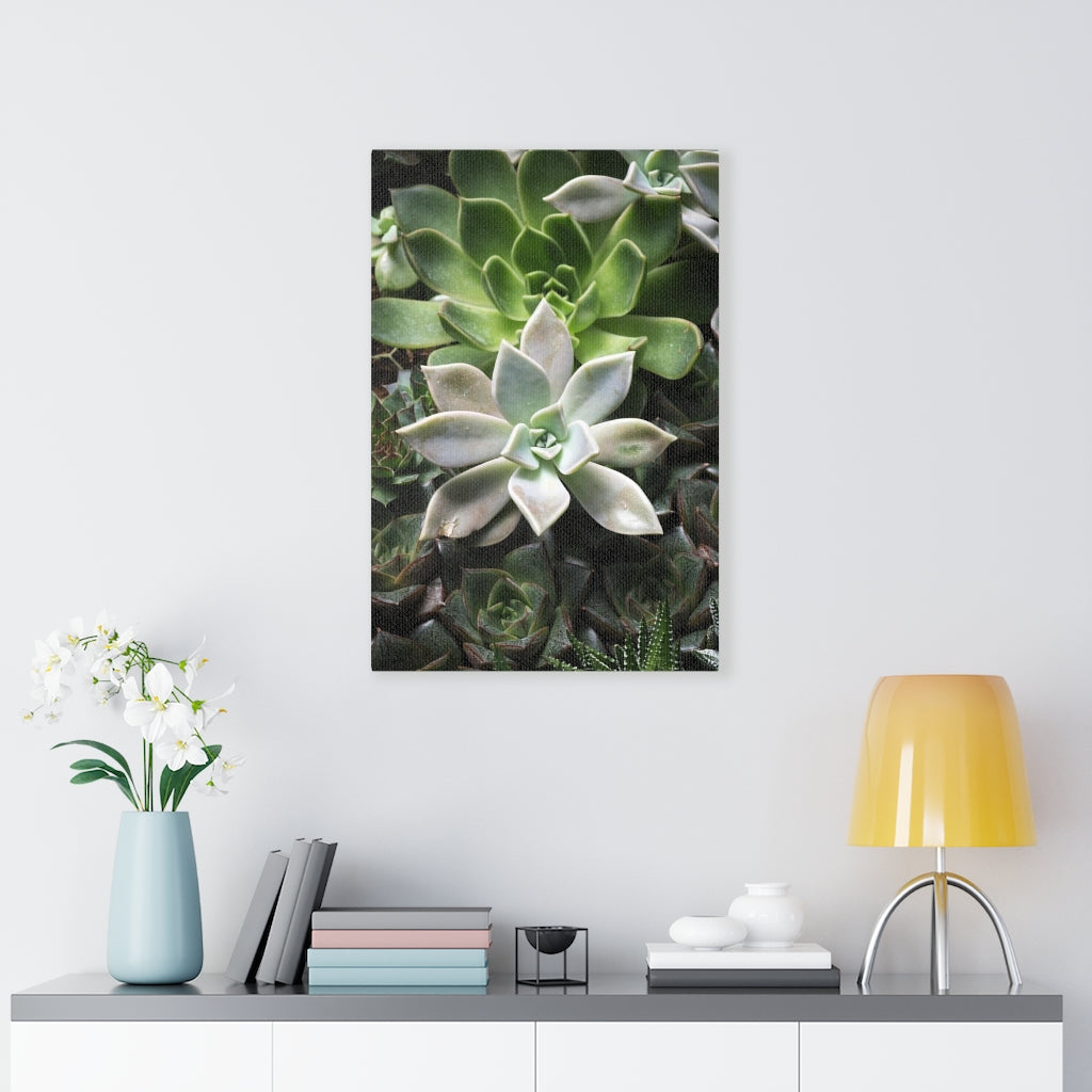 Succulent - Array - Canvas