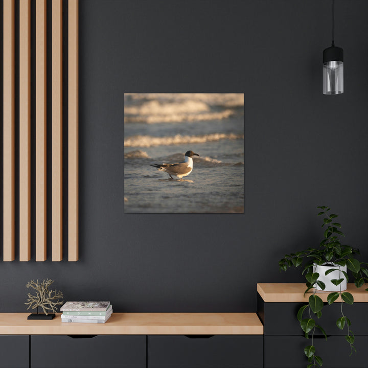 Laughing Gull in the Surf - Canvas