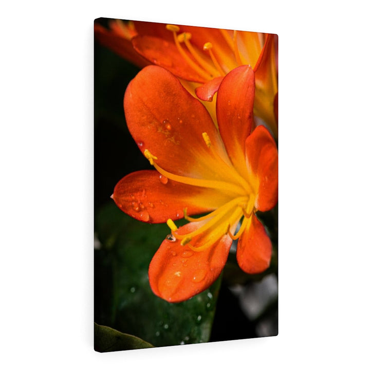 Bright Bush Lily - Canvas