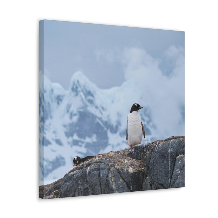 Poised Penguin - Canvas