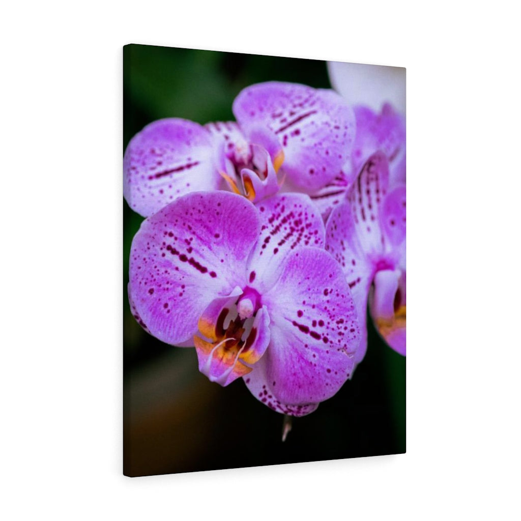 Orchid in Pink - Canvas