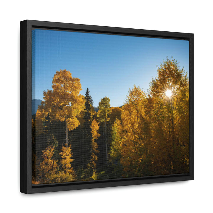 Sun Through the Aspens - Canvas with Frame