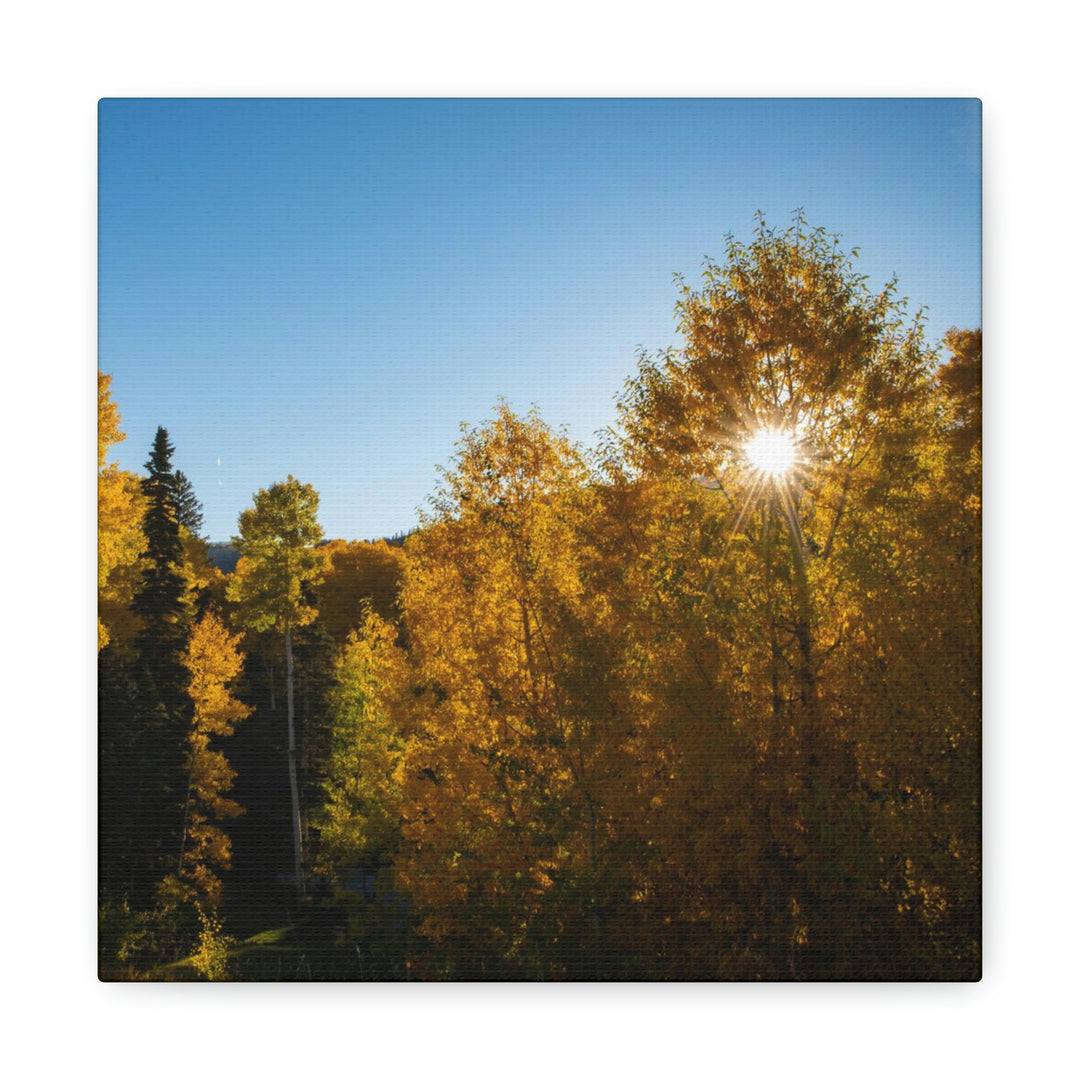 Sun Through the Aspens - Canvas