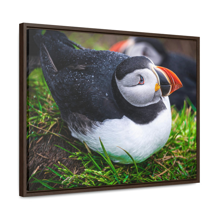 Resting Puffin - Canvas with Frame