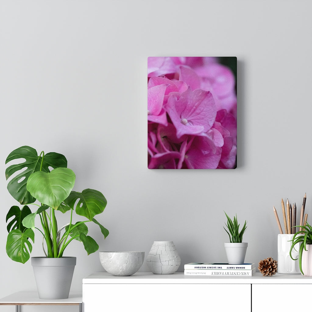 Pink Hydrangea Detail - Canvas