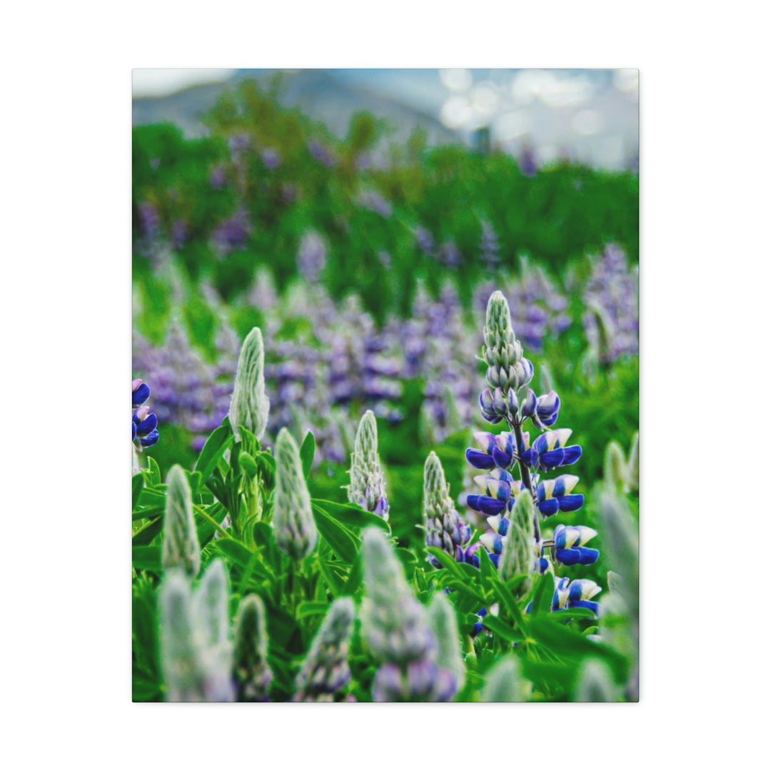 Glowing Lupin with Mountains - Canvas