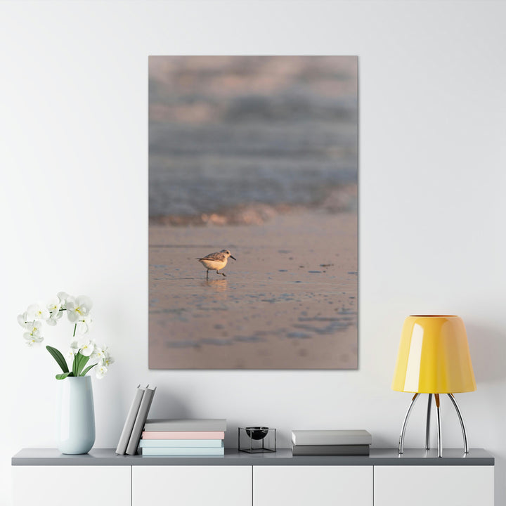 Sanderling in Soft Dusk Light - Canvas